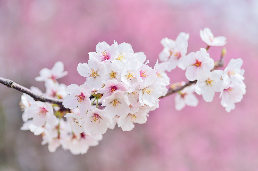 cherry-blossoms-2218781_1920