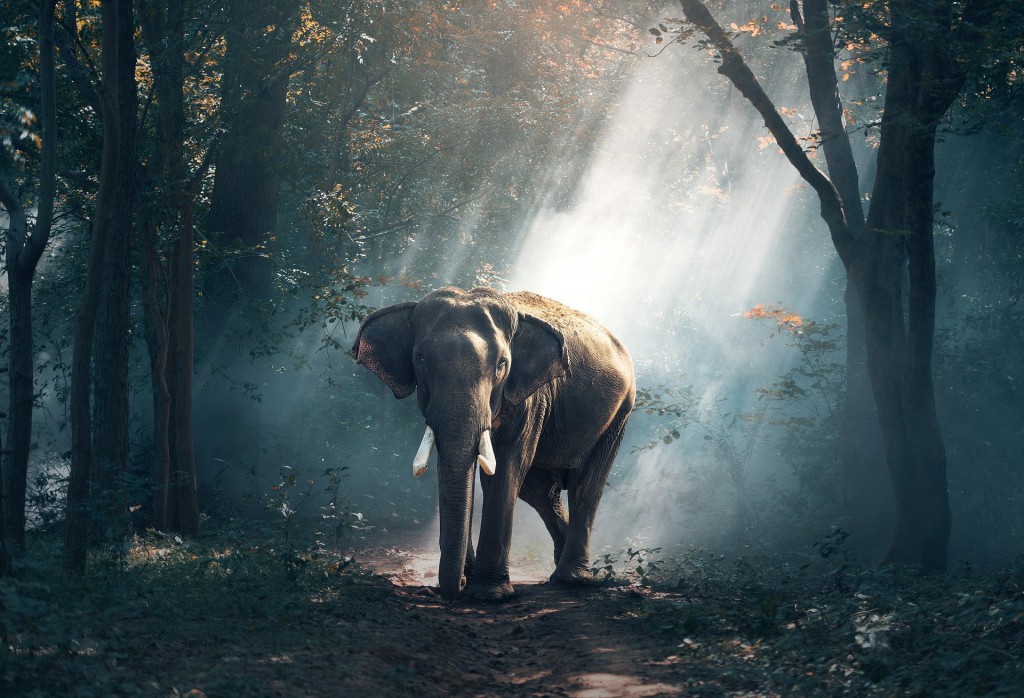 elephant-1822636_1920